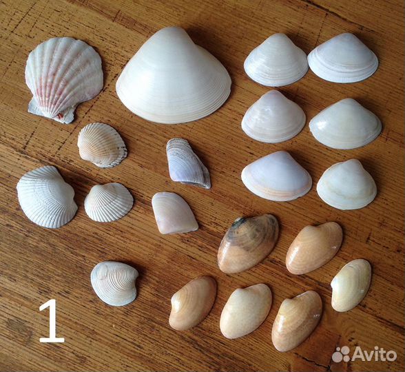 Набор ракушек (20 шт.)