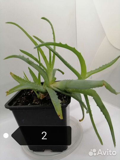 Кактусы и суккуленты. Алоэ