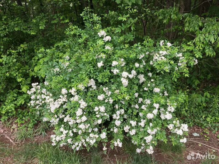 Шиповник для штамба