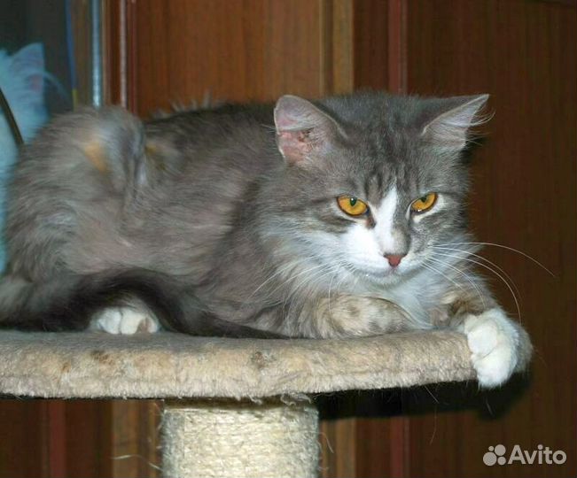 Пушистая кошечка Нэнси в добрые руки