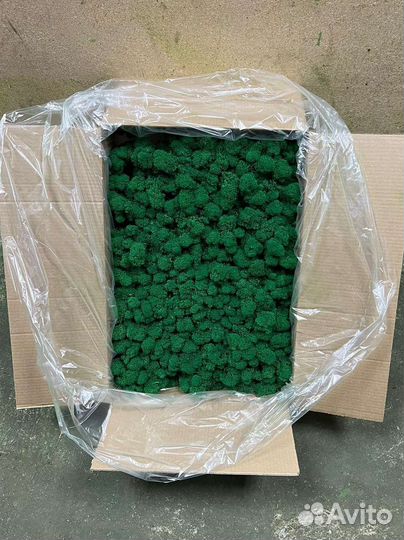 Мох стабилизированный