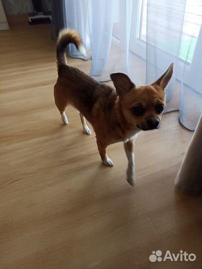 Вязка чихуахуа,Кобель 2 года стандарт