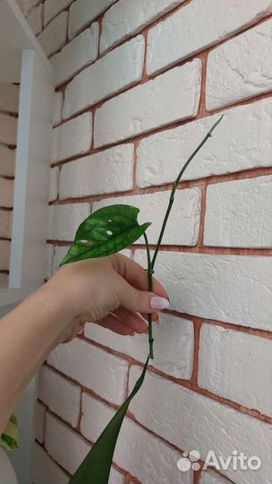 Монстера Спайдермен