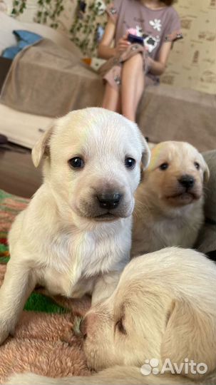 Отдам в добрые руки милых девочек