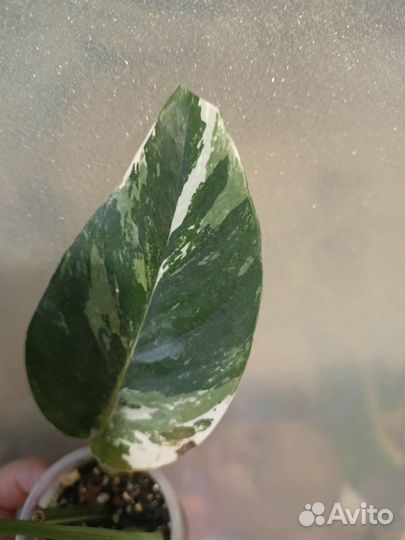 Эпипремнум пиннатум вайт