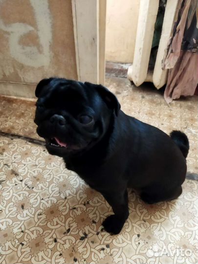 Вязка мопс мальчик