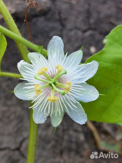 Пассифлора Фоэтида (изменчивая)