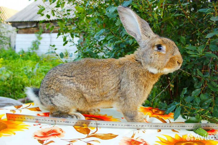 Кролики мясных пород
