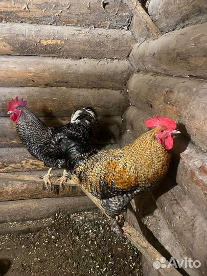 Молодые петухи