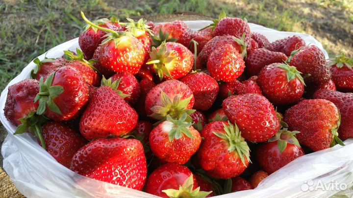 Клубника свежесорванная