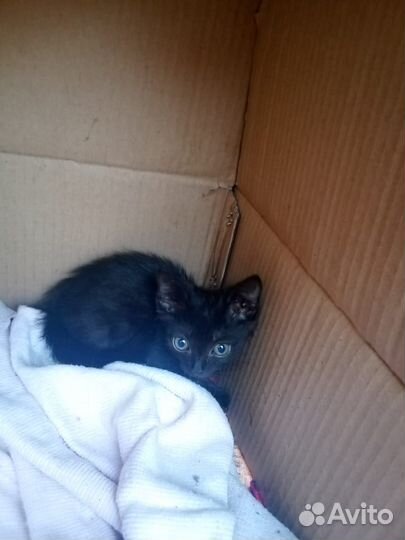 Отдам бесплатно котят