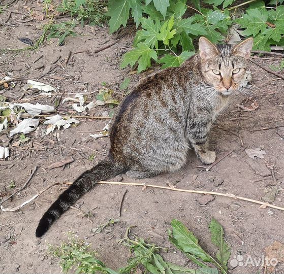 Кошка в дар