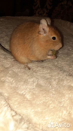 Чилийская белка дегу