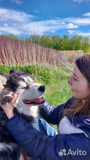 Передержка животных