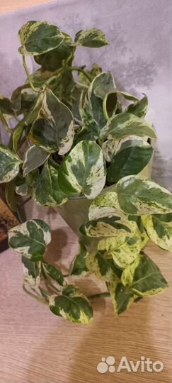 Сциндапсус эпипремнум