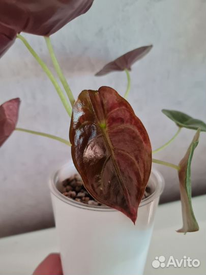 Алоказия ред секрет / медная вар