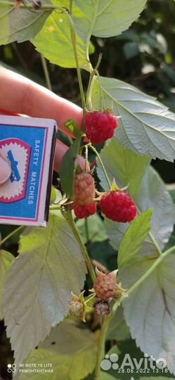 Саженцы ремонтантной малины