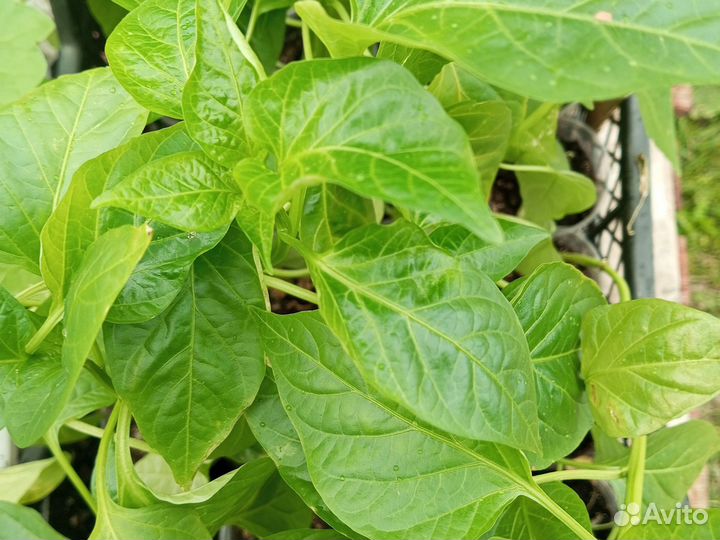 Рассада перца сладкого