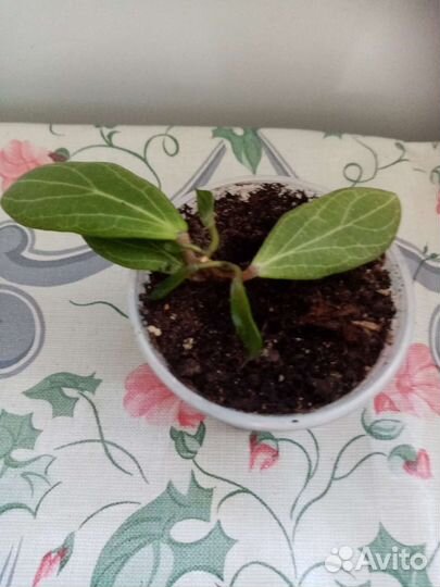 Комнатные растения