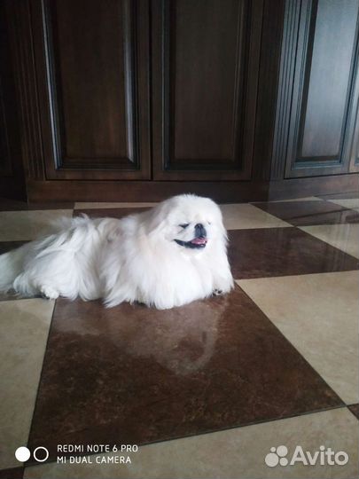 Вязка пекинес