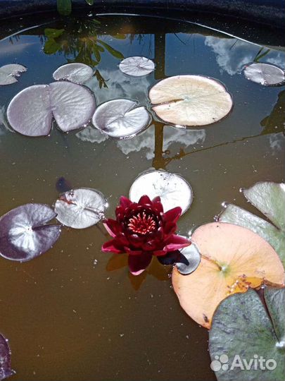 Нимфея для пруда
