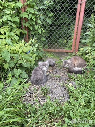 Котята бесплатно