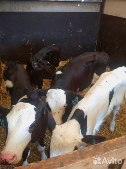 Телята. Доставка бесплатно