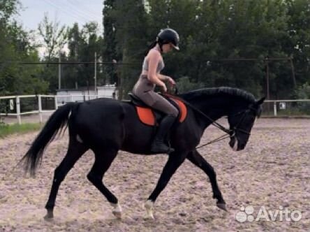 Лошадь в аренду