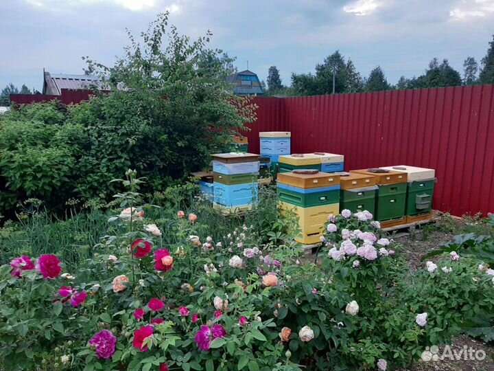 Пчелопакеты бакфаст карника
