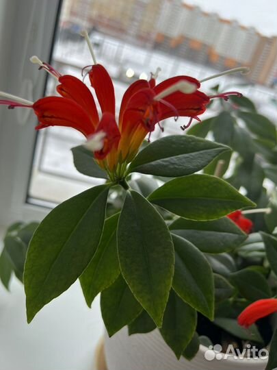 Эсхинантус Бугенвиллея Псевдэрантемум Диффенбахия