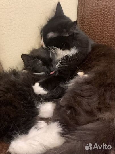 Передержка кошек
