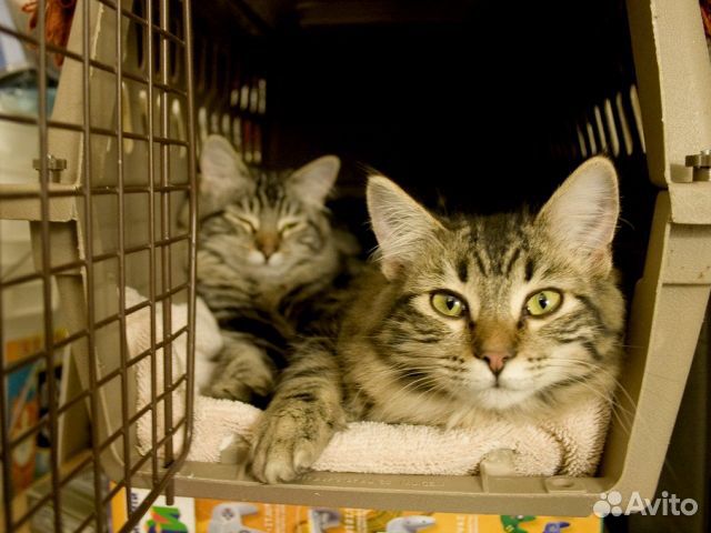 Зоотакси. Перевозка животных по Москве и России