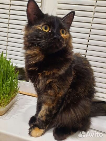 Подкрадульная кошка