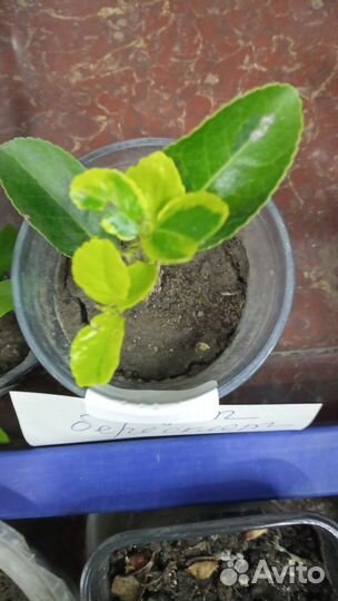 Бересклет форчуна