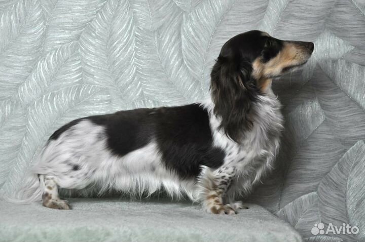 Такса кроличья длинношерстная пайболд вязка