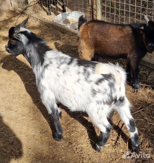 Камерунские козы