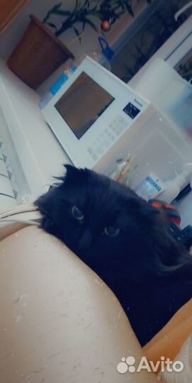 Шотландский кот вязка