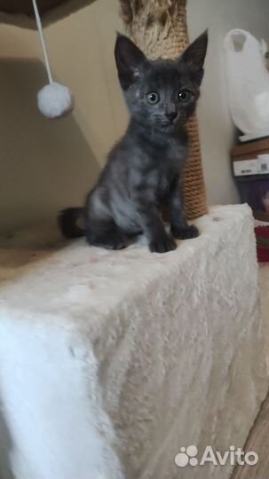 Котенок(мальчик)