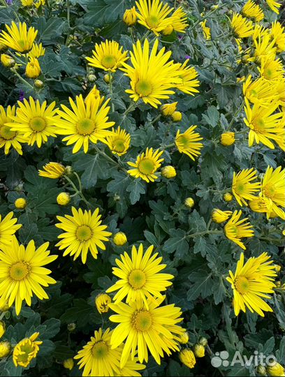 Хризантема дубки