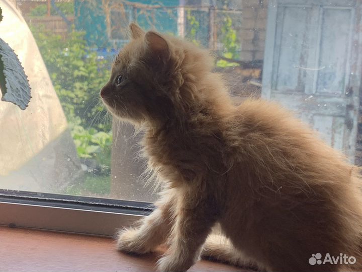 Рыжие котята