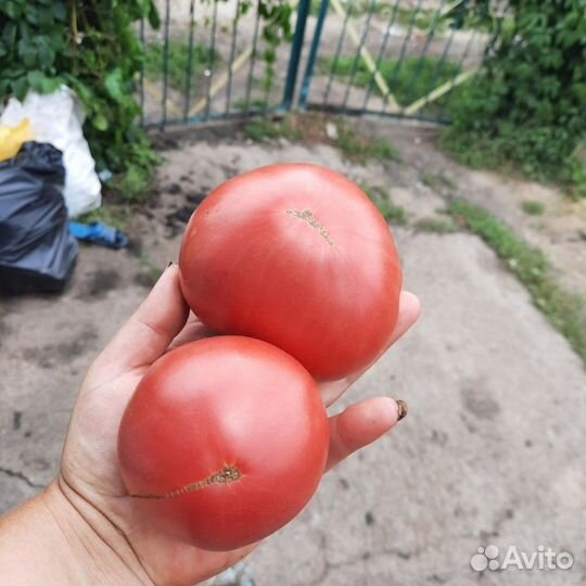 Семена томатов и перцев