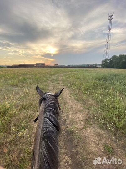 Конные прогулки