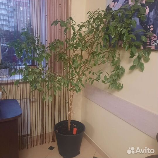 Фикус бенджамина большой