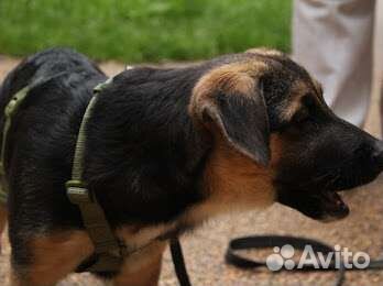 Щеночек в дар