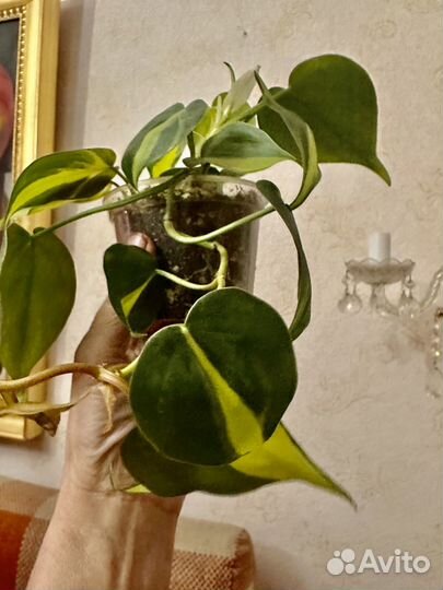 Филодендрон сканденс бразил,эпипремнум себу блю