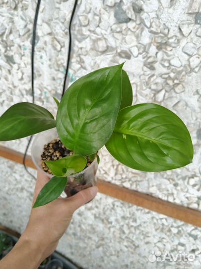 Диффенбахия росток