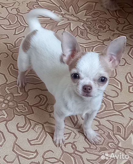 Чихуахуа мини мальчик