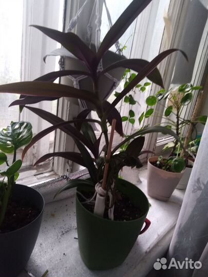 Традесканция рео