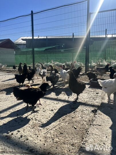Куры несушки 3-5,5 месячные