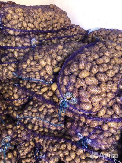 Семенной картофель